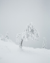 Malerische Aussicht auf verschneiten Baum in Hanglage