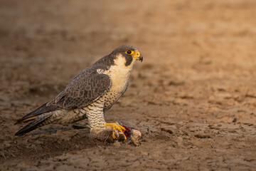 Peregrine falcon