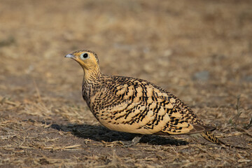 Chestnut-bellied sandgrouse