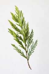 A watercolor painting of a single green plant on a white background, perfect for illustration and design purposes