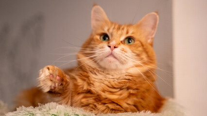 Portrait of a red maincoon cat