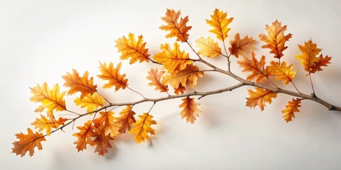 Autumnal Oak Branch with Golden Leaves on White Background