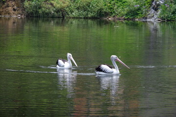 A beautiful pelican is circling the lake at a zoo in Solo, Indonesia