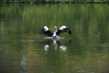 A beautiful pelican is circling the lake at a zoo in Solo, Indonesia