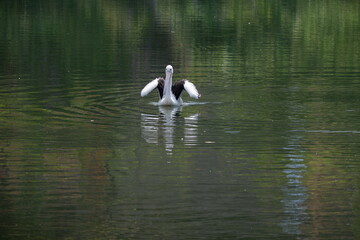 A beautiful pelican is circling the lake at a zoo in Solo, Indonesia