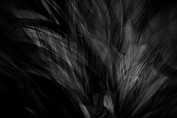 Beautiful black swan feather pattern  texture background