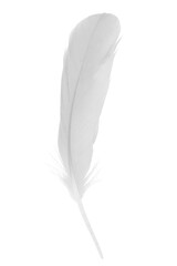 white feather isolated on white  background