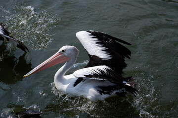 A beautiful pelican is circling the lake at a zoo in Solo, Indonesia