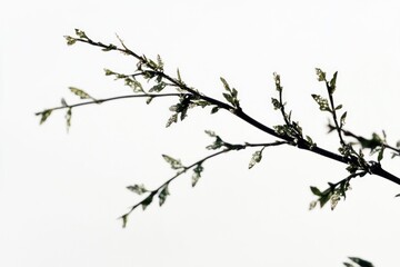 Fototapeta premium A bird sitting on a tree branch, perhaps waiting for food or taking a break