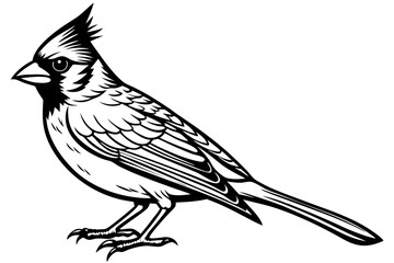  Northern Cardinal bird line art vector art illustration.