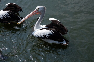 A beautiful pelican is circling the lake at a zoo in Solo, Indonesia