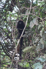 bugio em árvore na amazônia