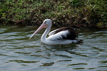 A beautiful pelican is circling the lake at a zoo in Solo, Indonesia