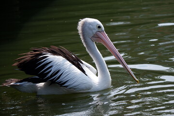 A beautiful pelican is circling the lake at a zoo in Solo, Indonesia