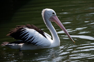 A beautiful pelican is circling the lake at a zoo in Solo, Indonesia