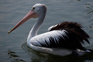 A beautiful pelican is circling the lake at a zoo in Solo, Indonesia