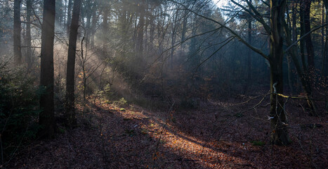 Fototapeta premium sun beams through winter foliage of forest in holland