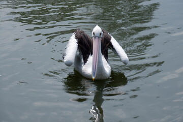 A beautiful pelican is circling the lake at a zoo in Solo, Indonesia