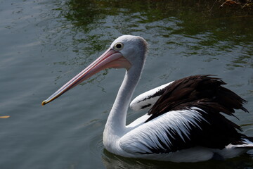 A beautiful pelican is circling the lake at a zoo in Solo, Indonesia