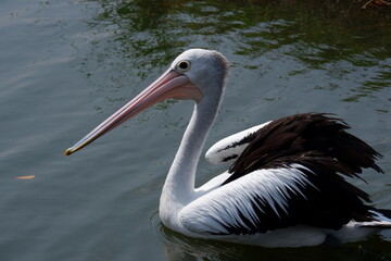 A beautiful pelican is circling the lake at a zoo in Solo, Indonesia