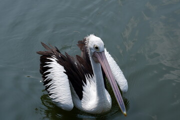 A beautiful pelican is circling the lake at a zoo in Solo, Indonesia