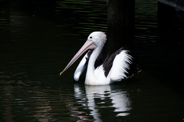 A beautiful pelican is circling the lake at a zoo in Solo, Indonesia