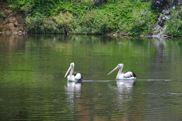 A beautiful pelican is circling the lake at a zoo in Solo, Indonesia