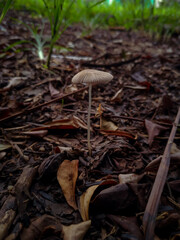 mushrooms in the forest