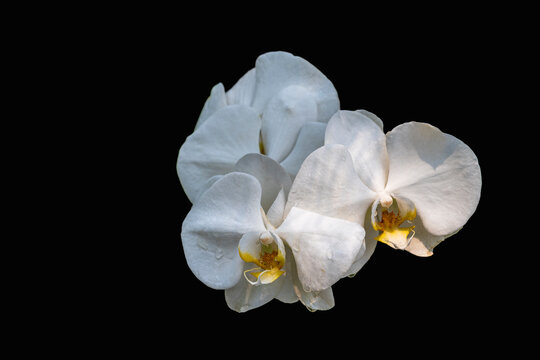 Closeup view of bright white flowers of phalaenopsis orchid hybrid aka moth orchid isolated on black background