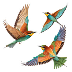 Obraz premium Three Colorful Bee-eaters in Flight, Digital Painting, Isolated on White Background, Bird Illustration, Bee-eater, Bird art, Digital art
