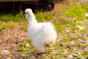 Back view of chinese Silkie Brahma chicken feeding in grass meadow. Sustainably Raised Chicken In Species-Appropriate Free-Range Husbandry