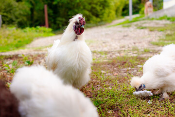 Close up of white chinese Silkie Brahma rooster and chickens at farm. Sustainably Raised Chicken In...