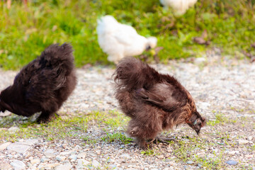 Group of chinese Silkie Brahma chickens feeding at farm. Sustainably Raised Chicken In...