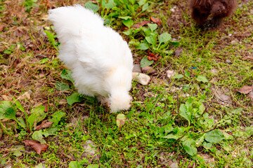 Top view of Chinese Silkie Brahma chicken feeding in grass meadow. Sustainably Raised Chicken In...