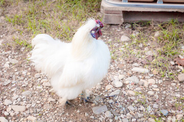 Top view of white chinese Silkie Brahma cock at farm. Sustainably Raised Chicken In Species-Appropriate Free-Range Husbandry
