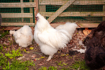 Wide shot of chinese Silkie Brahma multicolored chickens with rooster feeding at eco farm. Sustainably Raised Chicken In Species-Appropriate Free-Range Husbandry