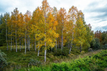 Hallormsstaðaskógur, Iceland’s largest forest, featuring diverse tree species and scenic landscapes near Egilsstaðir in eastern Iceland
