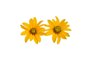 Yellow Jerusalem artichoke flowers on PNG background.