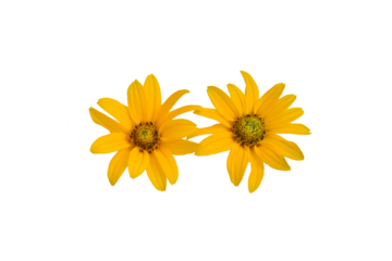 Yellow Jerusalem artichoke flowers on PNG background.