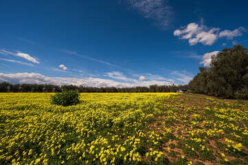 Obraz premium val d'agri, basilicata: spring countryside landscape