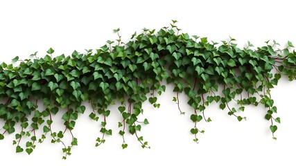 Climbing Ivy Wall - Growth & Perseverance