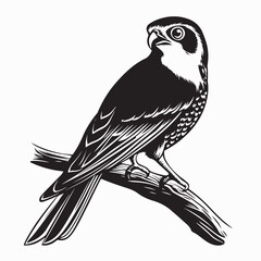 Peregrine Falcon Perched On Branch image vector isolated on white background.