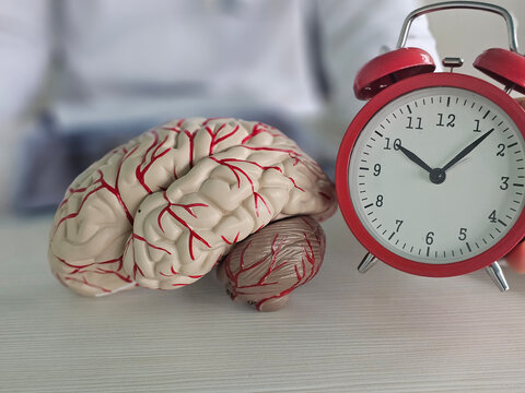 Brain model and red clock symbolizing time in cognitive studies, showcasing the connection between mental processes and time management