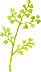 Fototapeta premium Watercolor painted flower branch Hand drawn flower design element isolated on white background