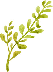 Watercolor painted flower branch Hand drawn flower design element isolated on white background