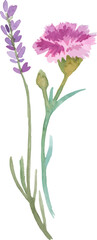 Fototapeta premium Watercolor painted carnation flower. Hand drawn design element isolated on white background.