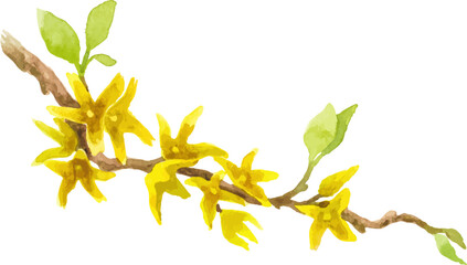 Watercolor painted blooming tree branch Hand drawn flower design element on transparent background