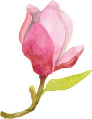 Fototapeta premium Vector watercolor painted magnolia flower Hand drawn design element isolated on white background