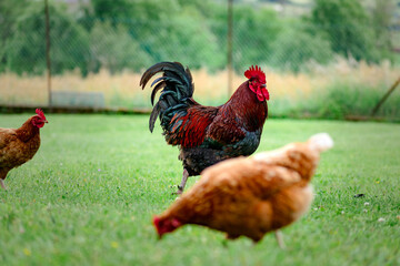 Free-range poultry with healthy diet