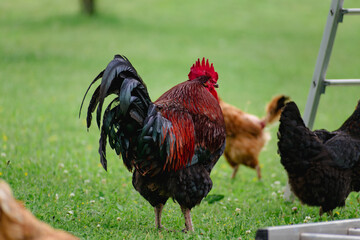 Free-range poultry with healthy diet